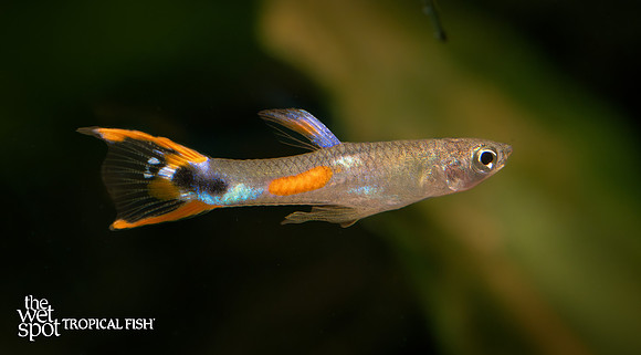 Poecilia cf. wingei "White Peacock Endler's Livebearer"