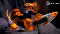 Poecilia reticulata "Koi Tuxedo Guppy"
