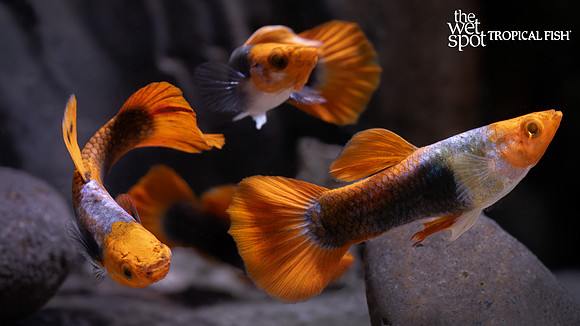 Poecilia reticulata "Koi Tuxedo Guppy"