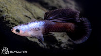 Guppies and Endlers