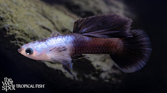Poecilia reticulata"Panda Guppy"