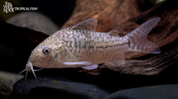 Corydoras sodalis "False Network Cory" "Colombia"