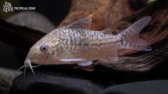 Corydoras sodalis "False Network Cory" "Colombia"