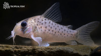 Corydoras