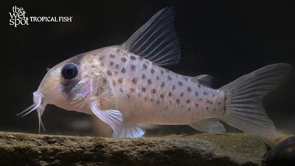 Corydoras cf.  atropersonatus "Morocha Cory" "Peru"