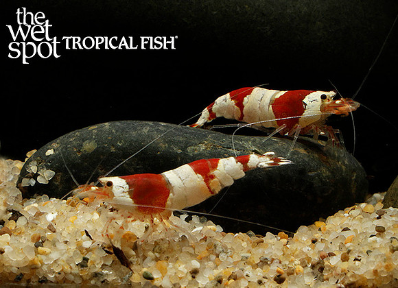 Caridina logemanni "Red Crystal Shrimp"