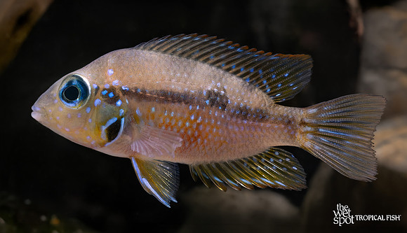 Thorichthys maculipinnis "Spot Cheek Cichlid"