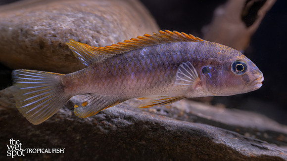 Labeotropheus fuelleborni "Katale Orange Side"
