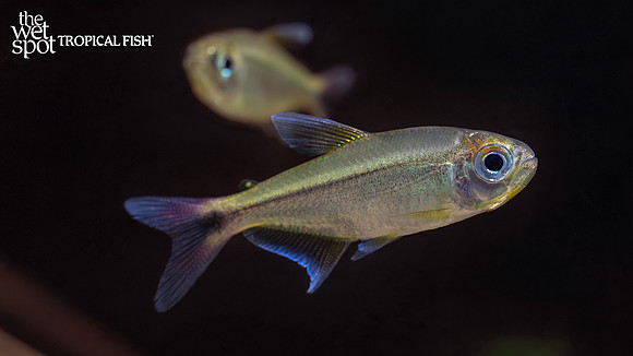 Jalapão Red Tail Tetra 5