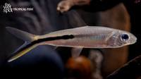 Anodus cf. orinocensis