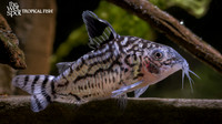 Corydoras atropersonatus "Peru"