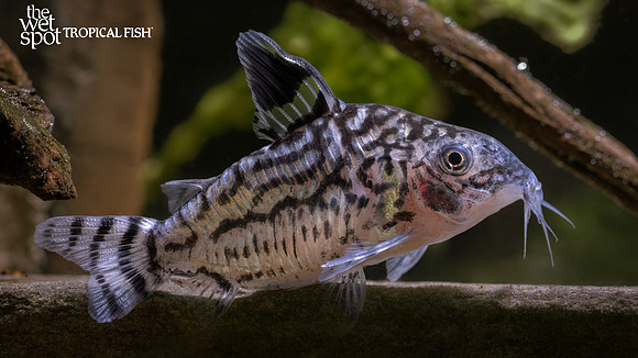 Corydoras atropersonatus "Peru"