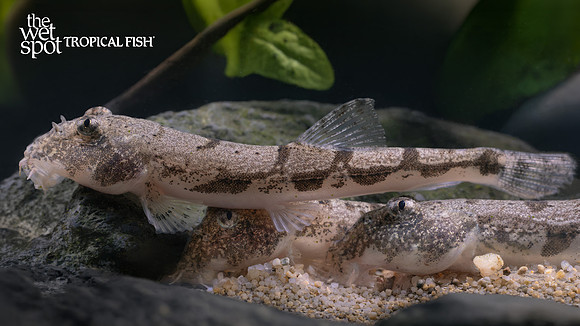 Canthophrys gongota "Moose Face/Gongota Loach"