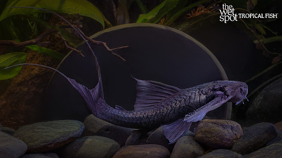 Peckoltia pankimpuju "L350" "Coal/Imperial Pleco"