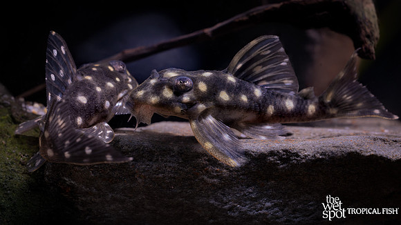 Hypancistrus sp. "L201" "Orinoco Angel Pleco"
