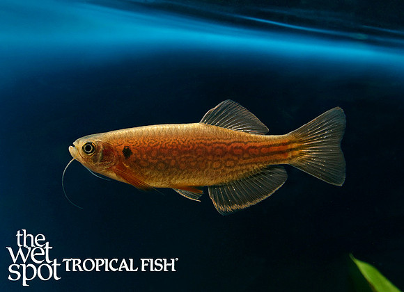 Danio dangila "Mustache Danio"