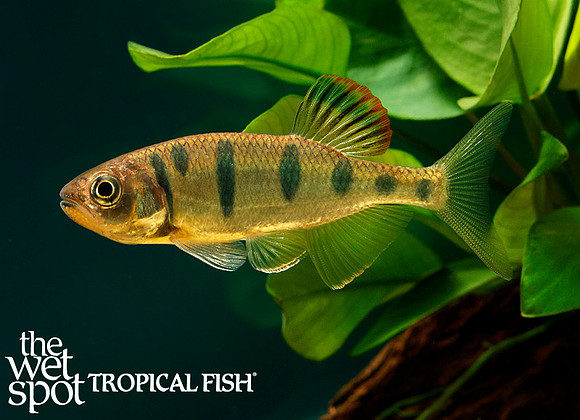 Opsarius pulchellus "Royal Butterfly Danio"