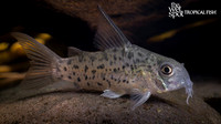 Corydoras loretoensis "Peru"