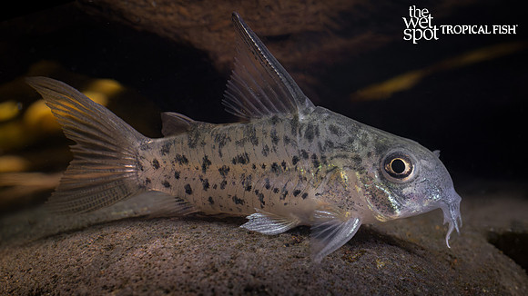 Corydoras loretoensis "Peru"