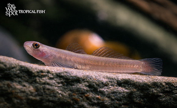 Stiphodon surrufus "Birdsong Goby"