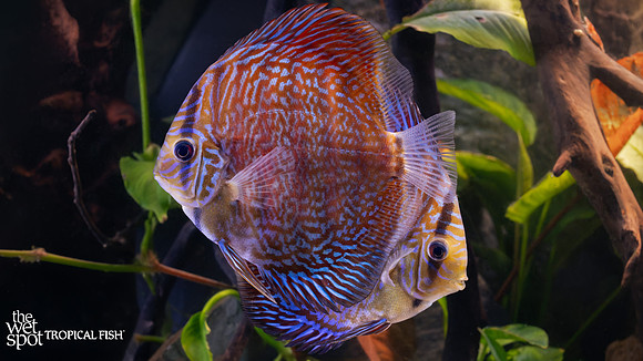 Symphysodon aequifasciatus "Blue Turquoise Discus"