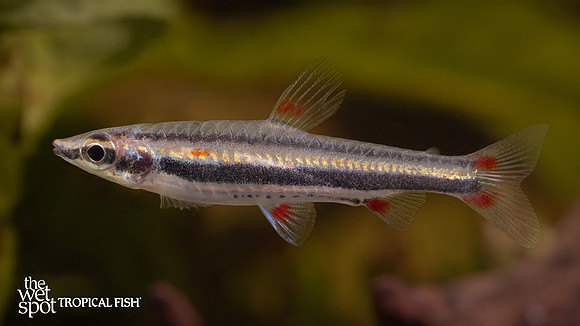 Nannostomus trifasciatus "Three Line Pencilfish" "Peru"
