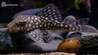 Baryancistrus sp."L019" "Honeycomb Pleco"