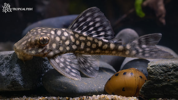 Baryancistrus sp."L019" "Honeycomb Pleco"