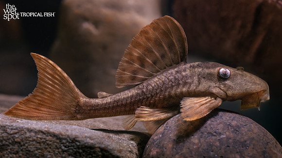 Hypostomus soniae "L137" "Red Bruno Pleco"