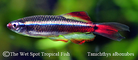 Tanichthys albonubes "Long Fin" - Long Fin White Cloud