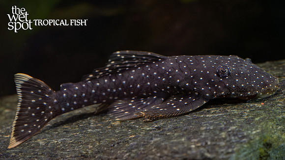 Hopliancistrus wolverine "L017" "Flat Head Pleco"