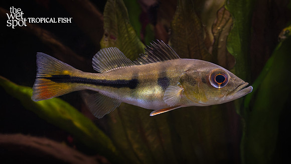 Cichla kelberi "Golden Peacock Bass"