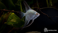 Pterophyllum scalare "Bulgarian Seal Point Angelfish"
