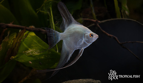 Pterophyllum scalare "Bulgarian Seal Point Angelfish"