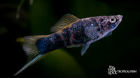 Xiphophorus hellerii "Marble Swordtail"