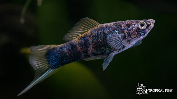 Xiphophorus hellerii "Marble Swordtail"