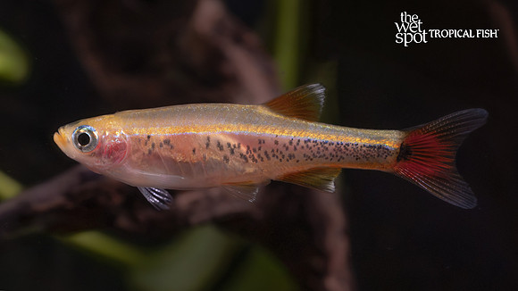 Tanichthys albonubes "Gold White Cloud"