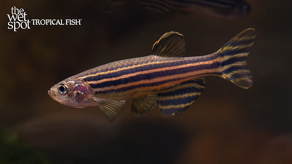Danio rerio "Zebra Danio"
