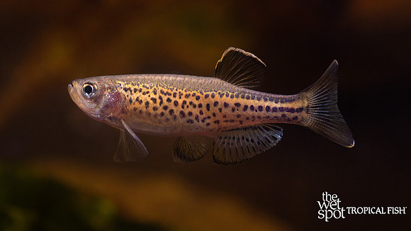 Danio frankei "Leopard Danio"