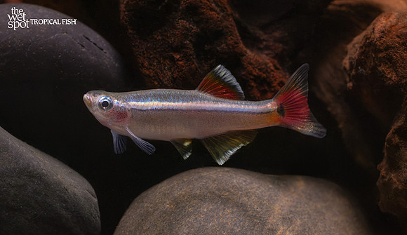 Tanichthys albonubes "White Cloud"