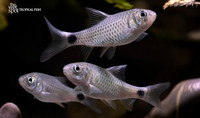 Puntius chola "Swamp Barb"