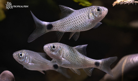 Puntius chola "Swamp Barb"