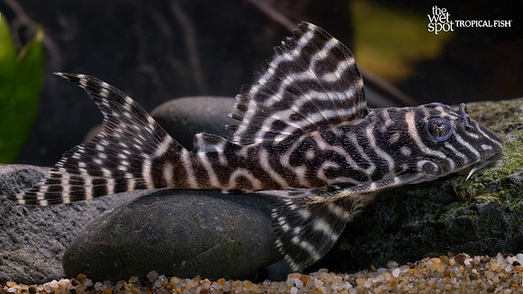 Hypancistrus seideli "L066" "King Tiger/Scribble Pleco"