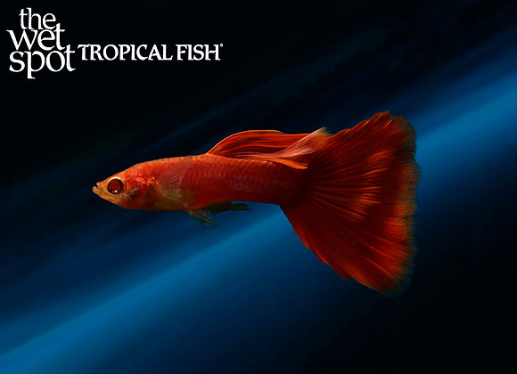 Poecilia reticulata ♂ "Albino Full Red Guppy"