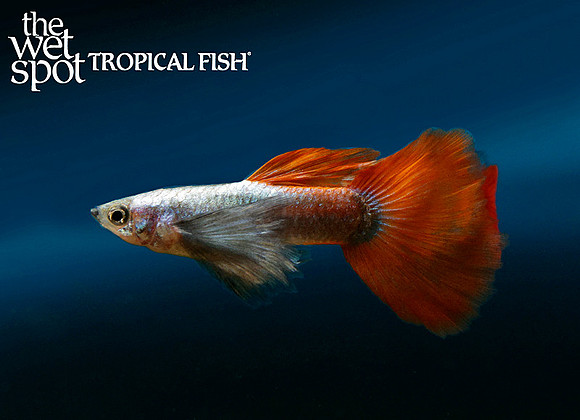 Poecilia reticulatus  ♂ "Red Sapphire Dumbo Guppy"
