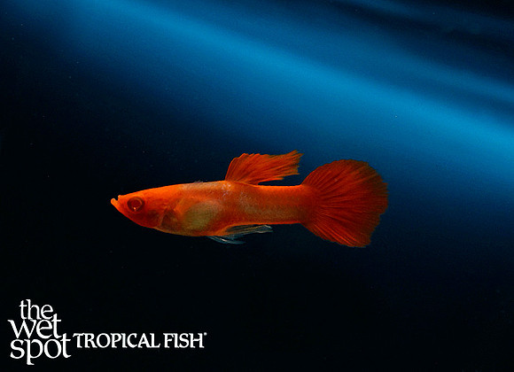 Poecilia reticulata ♂ "Rummynose Guppy"