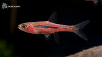 Boraras brigittae "Chili Rasbora"