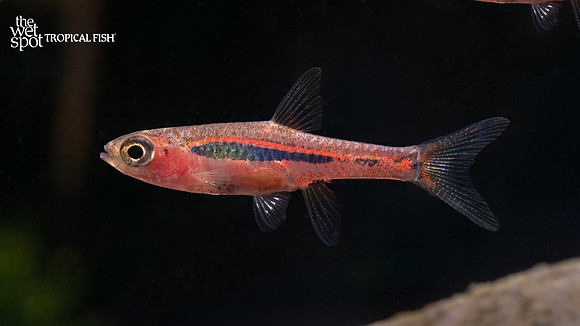 Boraras brigittae "Chili Rasbora"