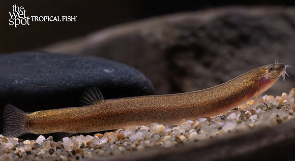 Pangio cf. oblonga "Cinnamon Kuhli Loach"