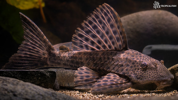 Hypostomus plecostomoides "LDA038/LDA042" "Brown Pleco"